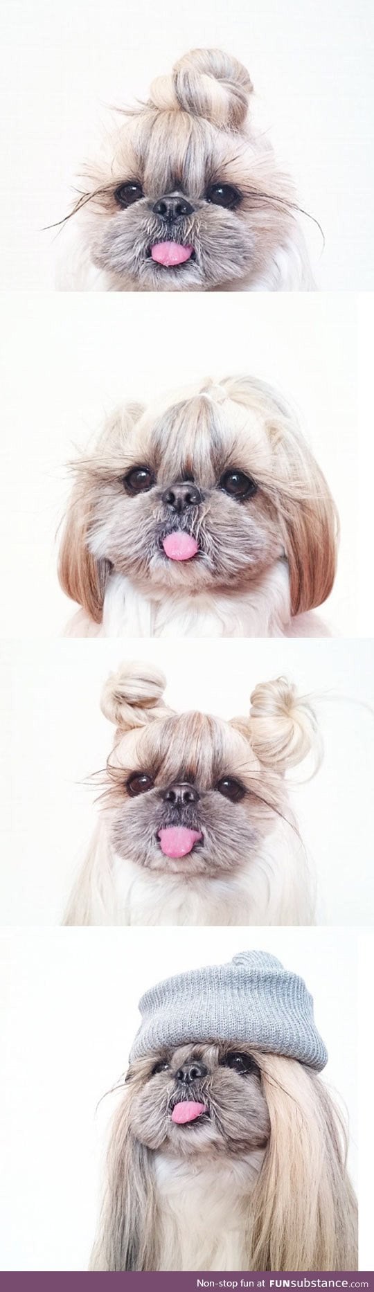 When your dog asks for a new hairstyle