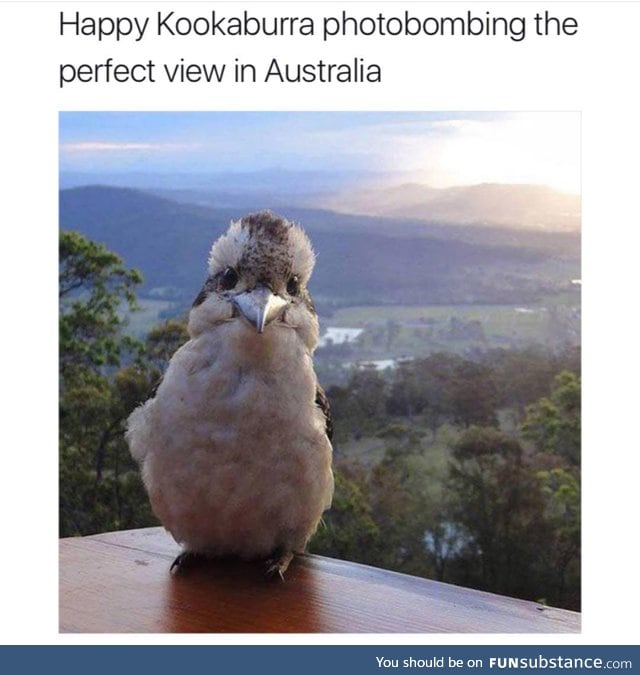Australian Photobomb Cutie