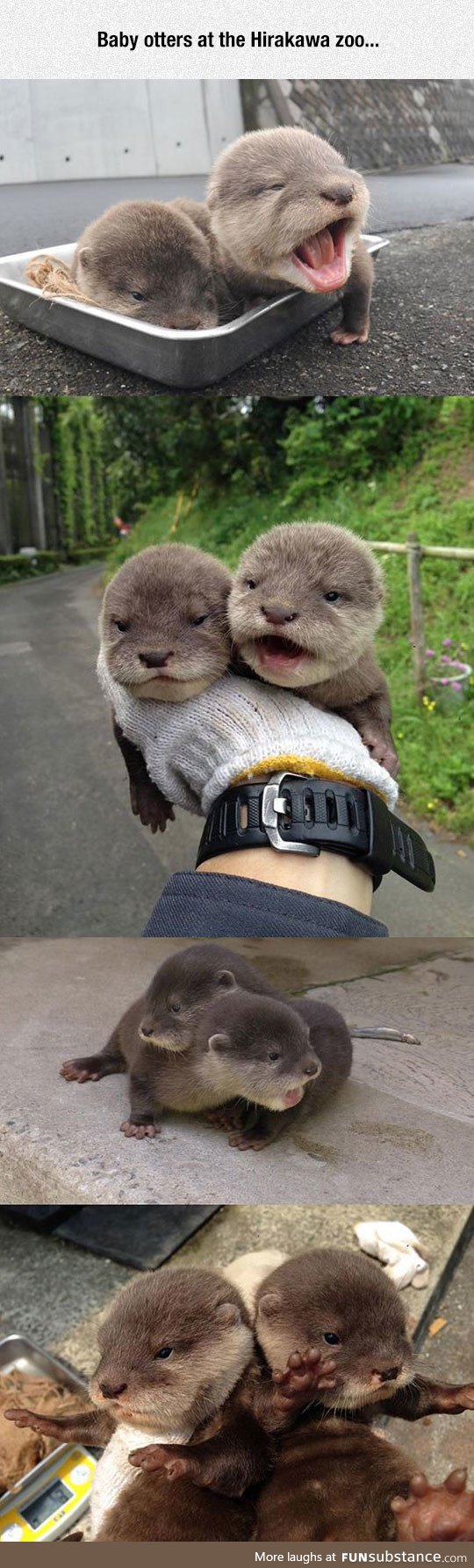 Tiny baby otters