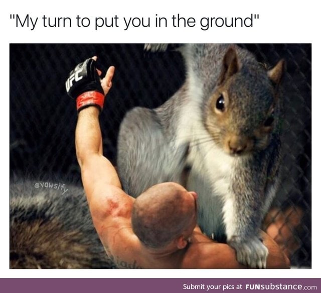 MMA vs squirrel