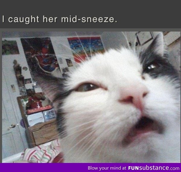 Cat mid-sneeze photo