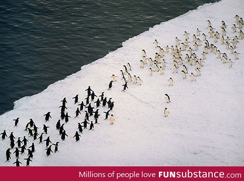 Just a massive penguin battle
