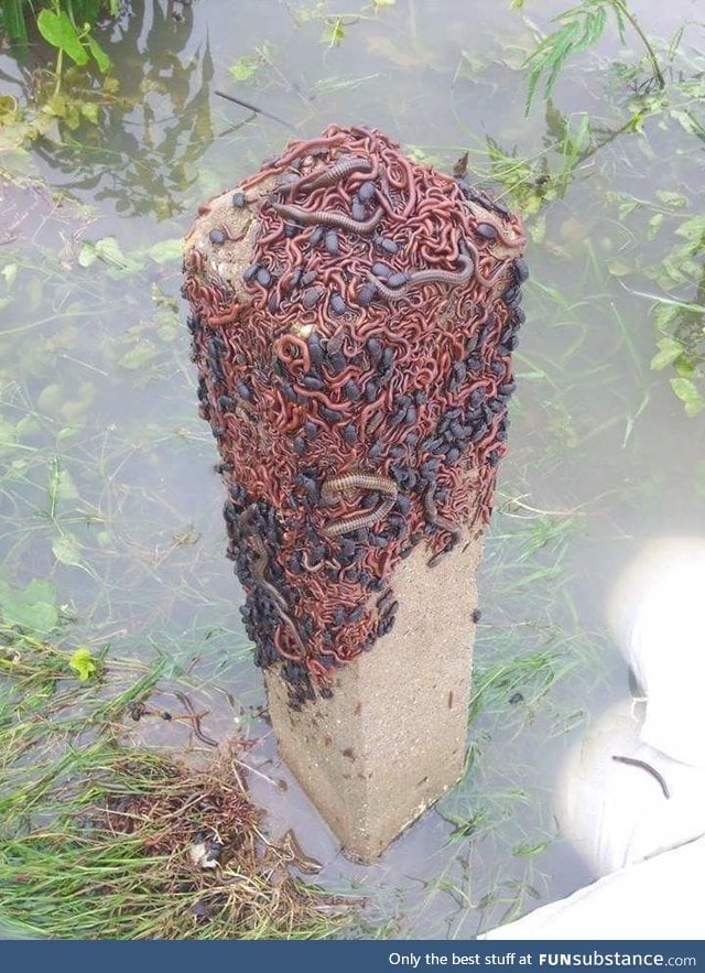 Insects looking for shelter after a flood