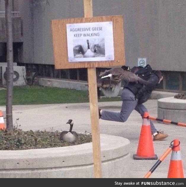 Aggressive geese