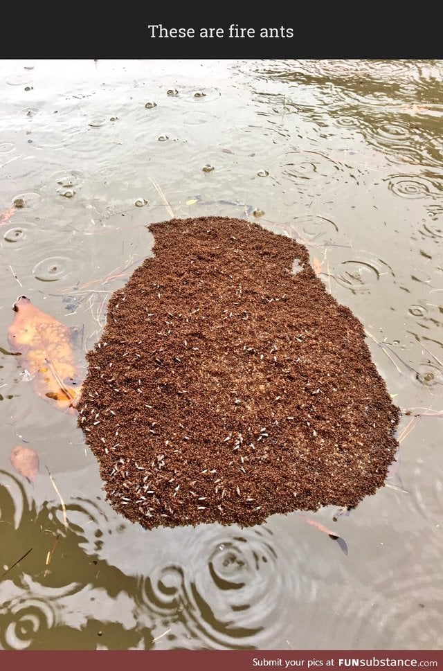 Fire ants form a protective island as they float out the Houston flood