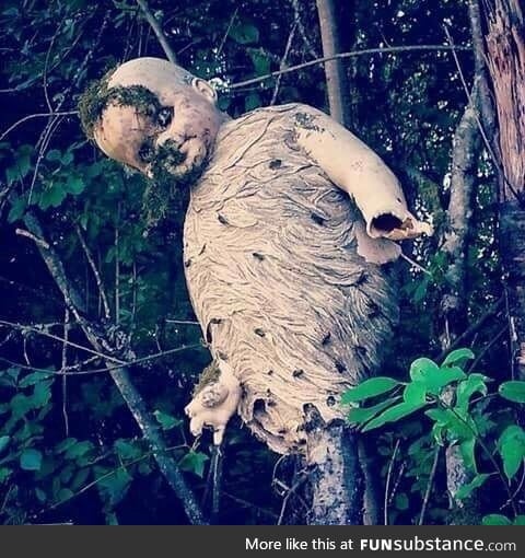 Wasps build nest around a discarded child's doll