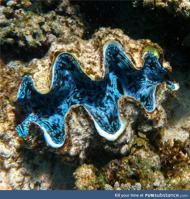 The inside of a giant clam