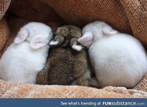 Snug Bunnies