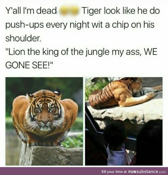 Gym tiger