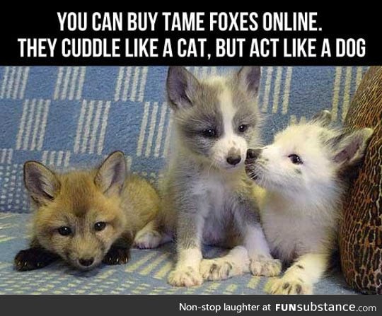 Now I'm Getting A Fox