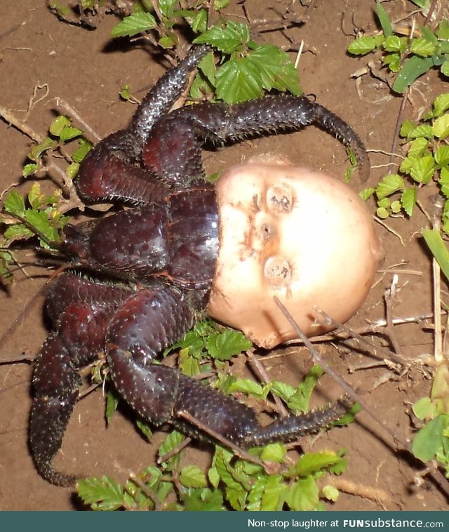 Hermit crab using a discarded doll head for a shell