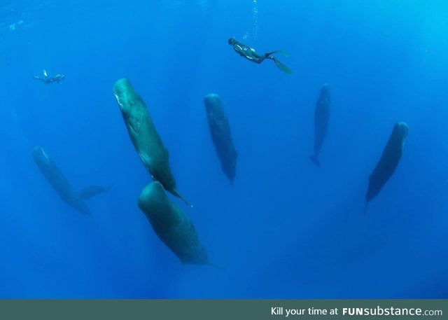 TIL: Pods of sperm whales take synchronized vertical naps 6-24 minutes in length
