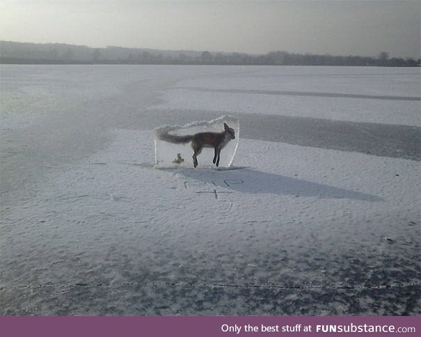 Guard put this frozen fox to warn people on the lake