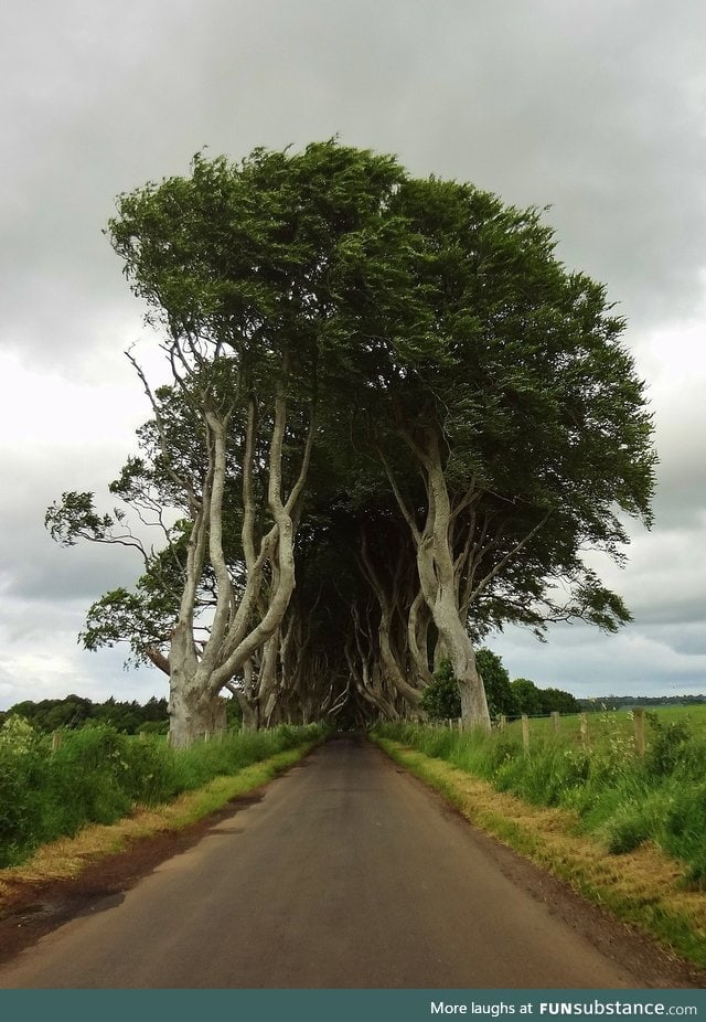 This Irish tree tunnel