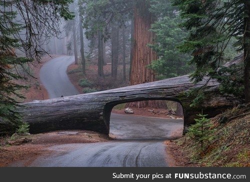 Road through a Redwood