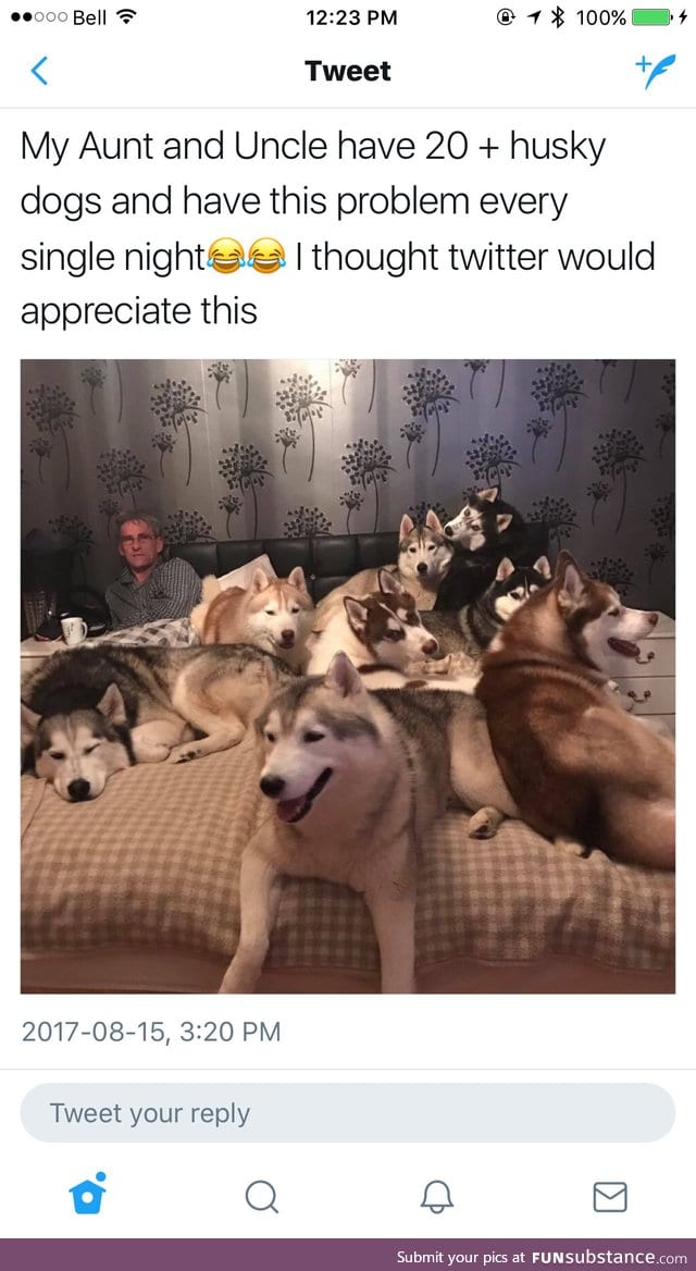 They are all good dogs