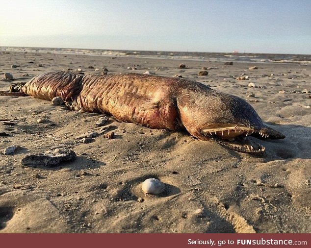 Mysterious sea creature with razor-sharp teeth washes up on a Texas beach after Harvey