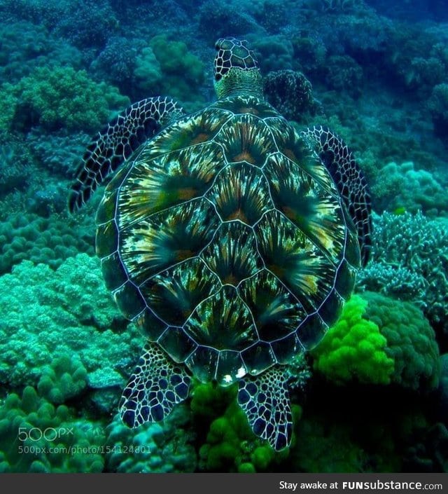 Amazing turtle