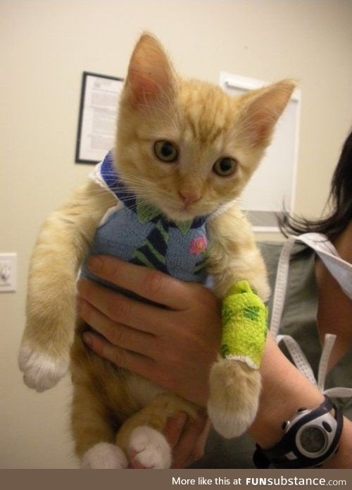 Kitty got a boo boo and the vet made his body cast look like a little shirt and tie