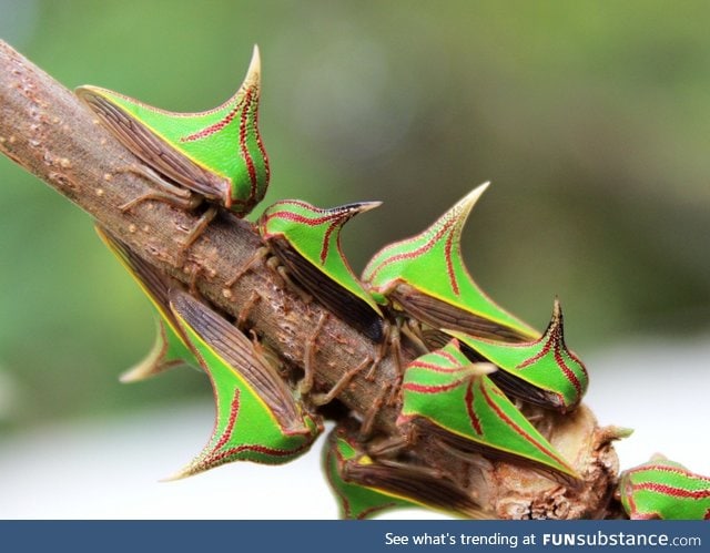 These insects look like thorns