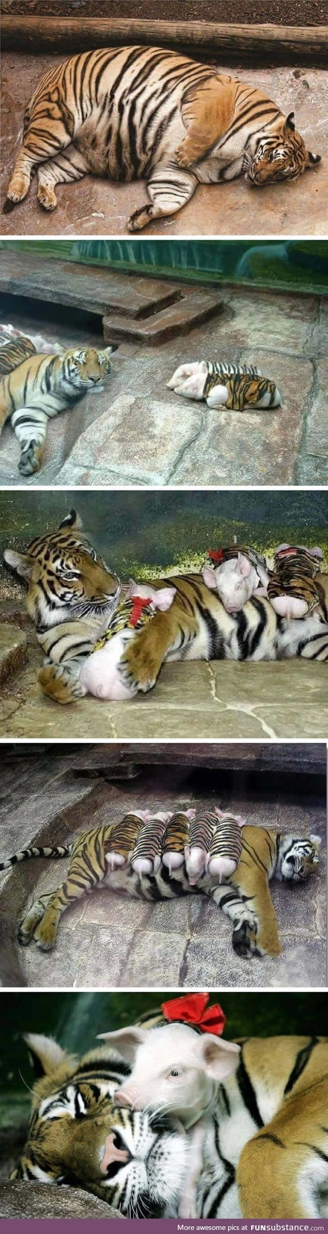 Zookeepers use piglets in tiger stripes to comfort a tigress who lost her cubs