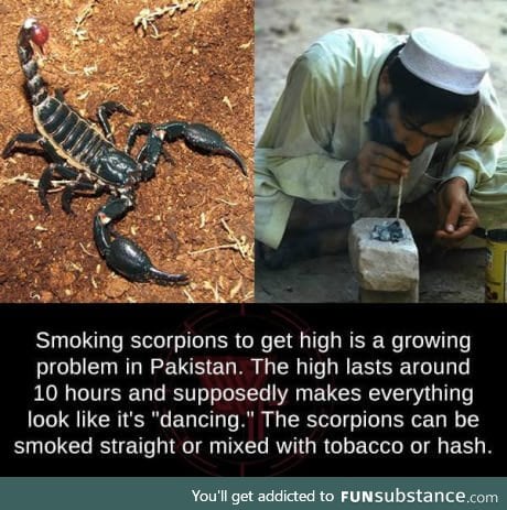 Smoking scorpions in Pakistan