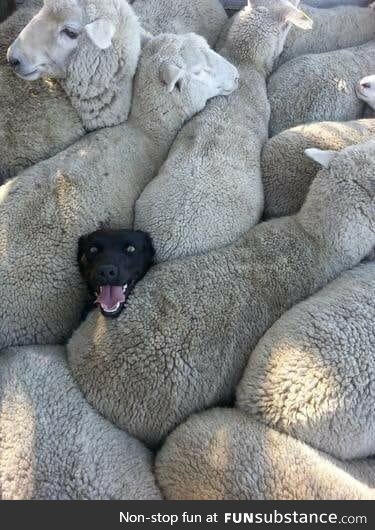Doggo trapped in some Sheepos