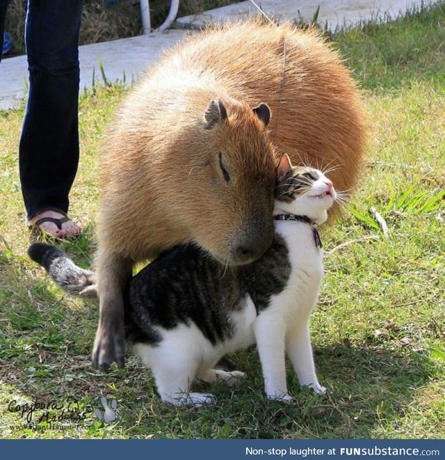Capybaras like most animals, apparently
