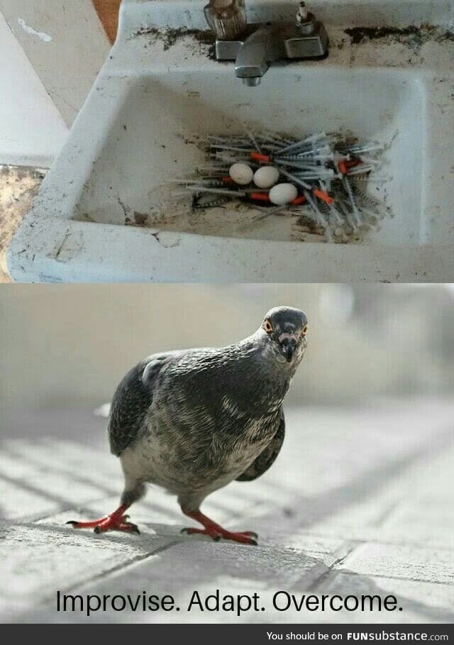 Pigeon's nest made entirely from used hypodermic needles (Vancouver)