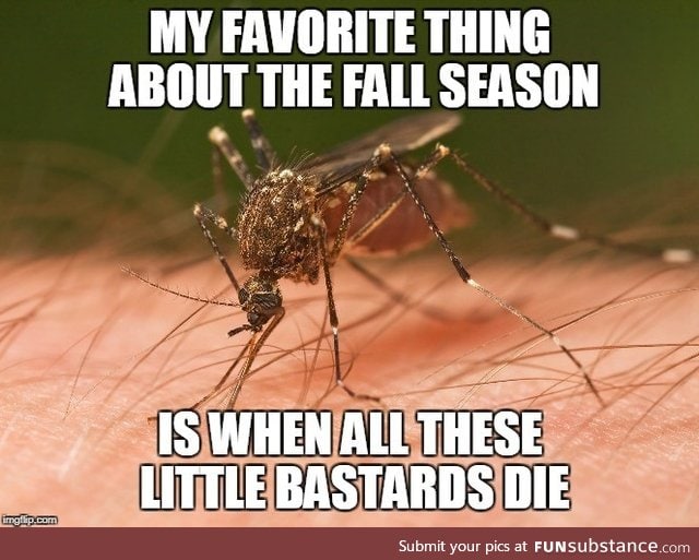 Forget pumpkin spice, give me mosquito-death