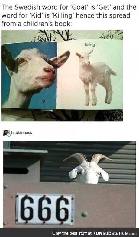 Goats are my favourite animal now