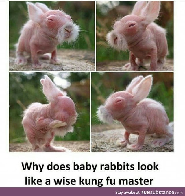 Rabbits are probably born wise or Chinese or both