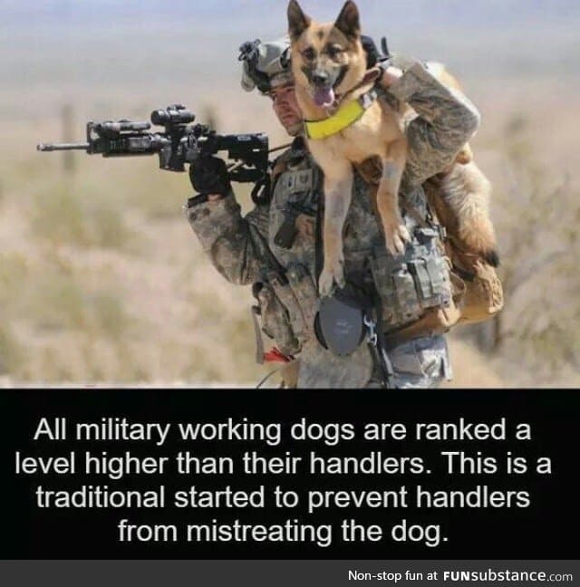 Dogs rank higher than you