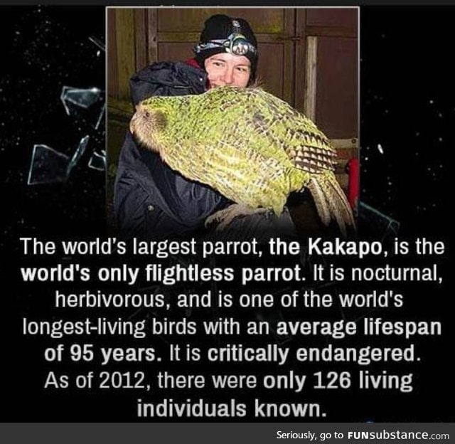Worlds largest parrot