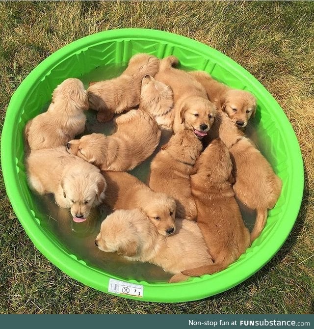 fluffy bowl of puppys