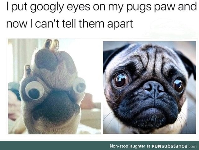 There are only 2 picture of pugs here