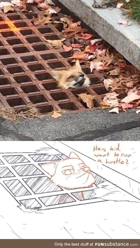 Fox is trapped