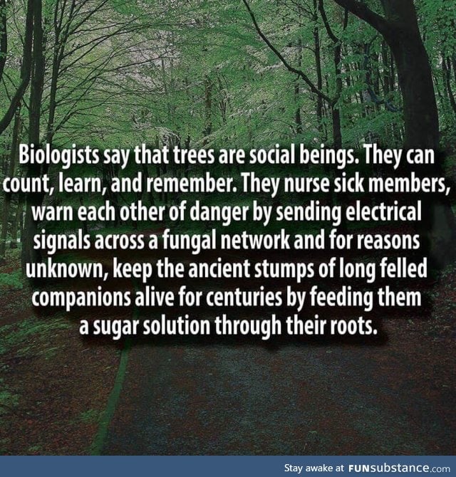 Trees are social beings
