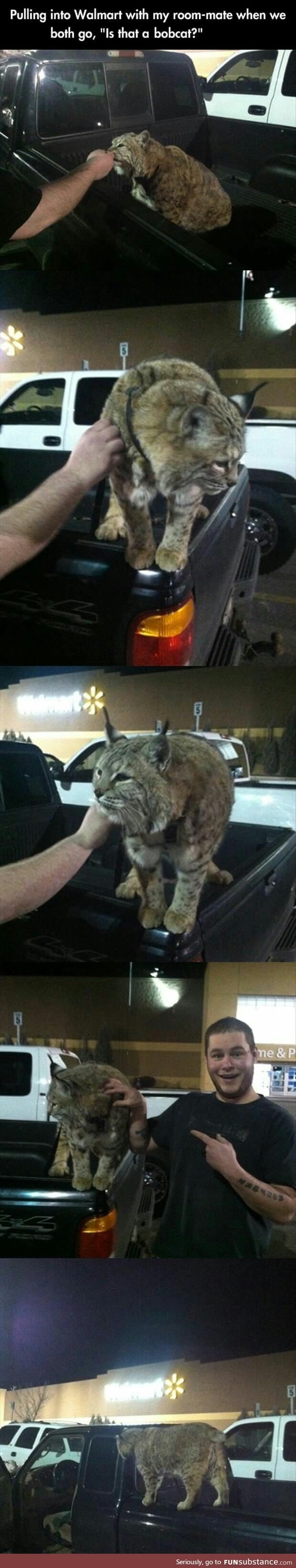 Who brings a bobcat to Walmart?!