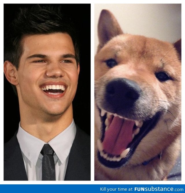 They say this dog looks like taylor lautner