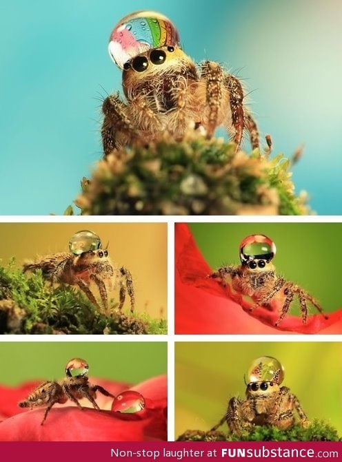 Jumping spider wearing a water droplet as a hat