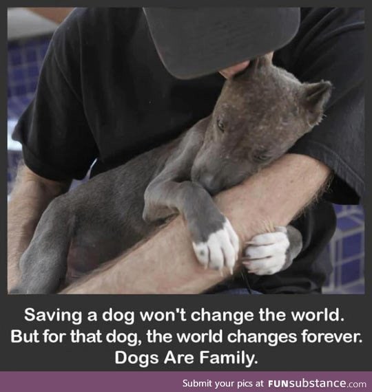 Saving a dog