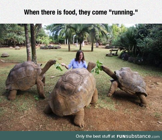 I love giant turtles