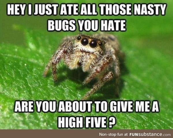 Misunderstood spider is misunderstood