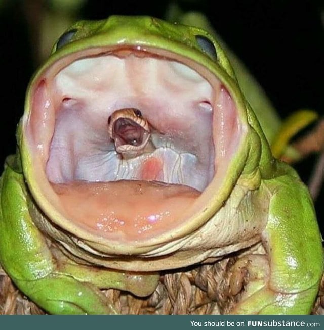 Snake sings soprano, frog sings basso