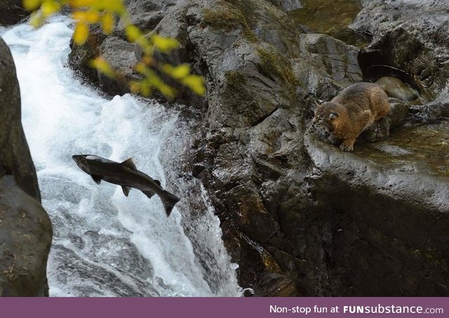 Bobcat watching salmon swim upstream