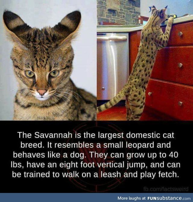 The largest house cat