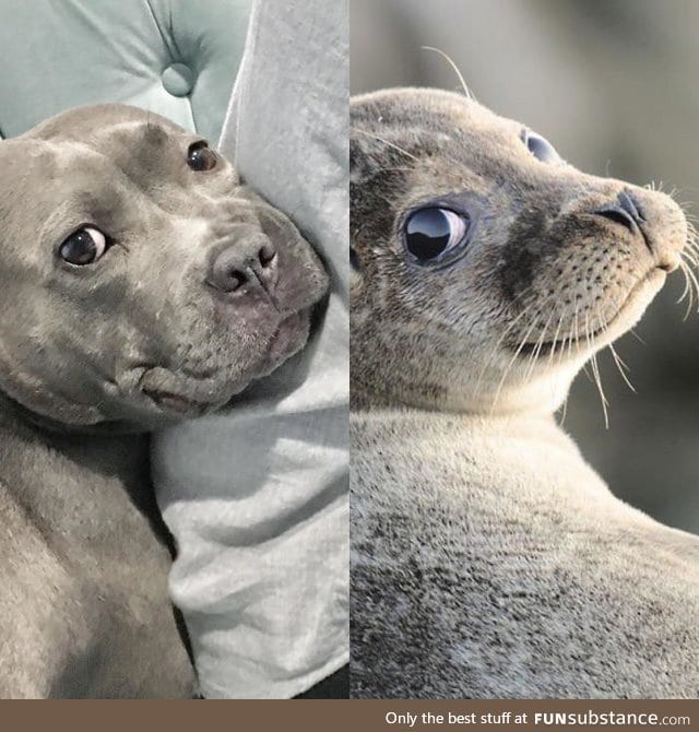 Seals are just water doggos