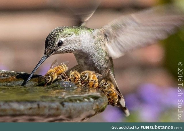 Close-up pic of a hummingbird feeding
