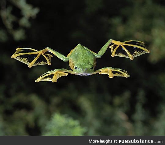 Ever seen a flying frog?
